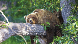 Сезон охоты на медведя в Кировской области откроют в конце марта
