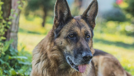В Орлове служебная собака помогла задержать серийных воров