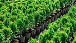 Из питомников в регионе будут поставлять растения для озеленения Кирова