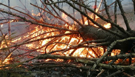 В лесу Опаринского района произошёл пожар