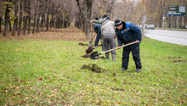 Тысячу новых деревьев посадят на улицах Кирова