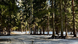 Парк в Порошино спасли от уничтожения через суд