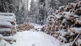 Жителя Шабалинского района судят за вырубку 10,5 гектара леса