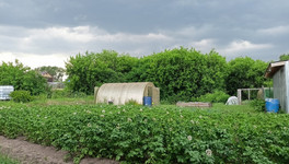 Какие удобрения добавлять в лунку при посадке картофеля?