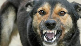 В Кирово-Чепецком районе нашли бешенство у собаки