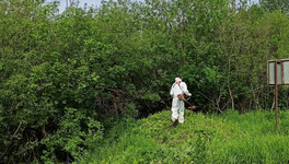В четырёх районах Кировской области уничтожат борщевик в ближайшее время