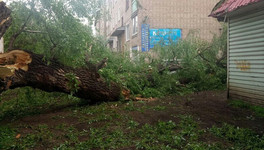 В Кировской области ураган повалил деревья и оборвал линии электропередач