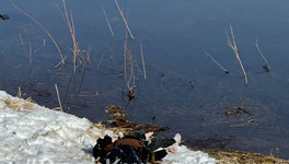 В Кирове на берегу реки Вятки нашли тело мужчины с пакетом на голове