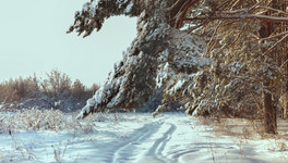 В Кировской области начался период рождения медвежат