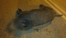 На трассе в Котельничском районе водитель сбил дикого кабана