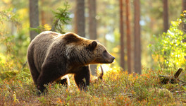 В Афанасьевском районе зарегистрировали случай трихинеллёза у медведя