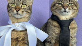 Харьковский кот Степан женился после предложения «лапки и сердца»