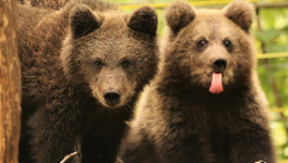 «До слезинки»: руководитель Центра спасения медвежат-сирот о том, как выпускали в природу Ёжика и Веснушкина