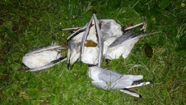 На пруду в Столбово произошла массовая гибель водоплавающих птиц