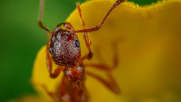 Садовод назвал приправу, которая поможет избавиться от муравьёв в саду