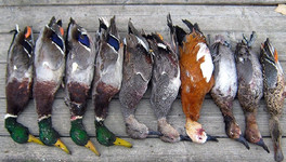 Кировских охотников просят фотографировать убитых птиц