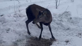 В Кировскую область привезли оленей из Белгорода