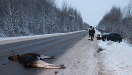 Легковушка насмерть сбила лося в Оричевском районе