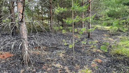 Особый противопожарный режим ввели ещё в двух районах Кировской области