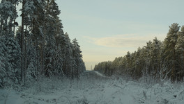 За январь в Кировской области лоси спровоцировали 13 аварий