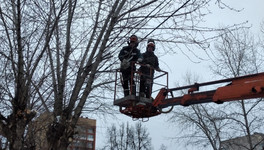 В Кирове на семи улицах выполнили омолаживающую обрезку деревьев
