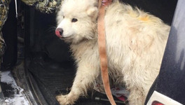 Циркового пса Екатерины Запашной нашли кировские волонтёры