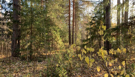 В Кировской области полицейских поблагодарили за спасение заблудившегося отца