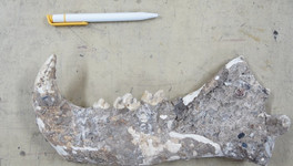 Учёные обнаружили в Якутии кости неизвестных животных