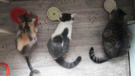 В Кирове для бездомных кошек и собак собирают корм