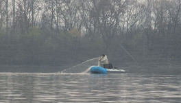 В Кирове браконьер выловил сетями из Вятки 111 рыб ценных пород