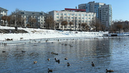 Учёный предупредил: свежий белый хлеб может убить уток