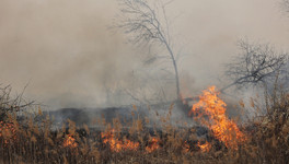 «Госуслуги» будут оповещать россиян о лесных пожарах