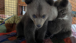 В Оричевском районе общественники спасли трёх медвежат