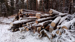 Прокуратура проверит законность вырубки деревьев в Порошино