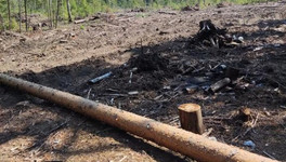Вырубку деревьев в Санчурском районе признали незаконной