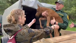 Жительница Фалёнского района спасла одинокого лосёнка