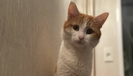Почти 100 тысяч человек подписали петицию с требованием уволить выбросившую кота проводницу