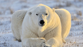 В России разработают средства защиты от белого медведя
