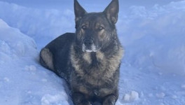 Полиция Кировской области ищет хозяев для служебной овчарки Индиры