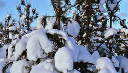 Выходные в Кирове 15 и 16 января ожидаются снежными