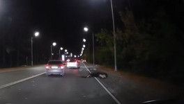 В Кирове машина сбила лося