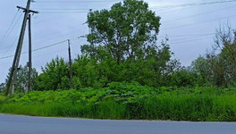 В Кирово-Чепецке начали травить борщевик