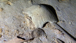 Археологи нашли в подводной пещере 8000-летний скелет человека