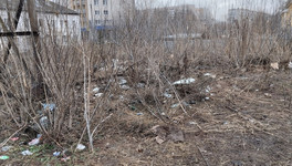 На улице Уральской предложили создать площадку для выгула собак