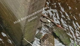 Двое мужчин спасли утят, угодивших в водосток Верхошижемского пруда