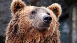 «Мишки в лесу»: в заповеднике «Нургуш» сняли на видео двух медведей