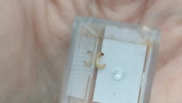 В Кирсе школьников накормили рисом с личинками моли