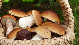 Для сбора грибов потребуют арендовать участок леса? На самом деле нет