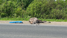 В Кирово-Чепецком районе водитель сбил лося