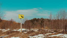 В кировских лесах зашевелились медведи